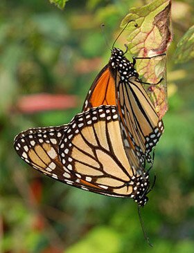 Феноменалните пеперуди Монарх - Danaus plexippus 